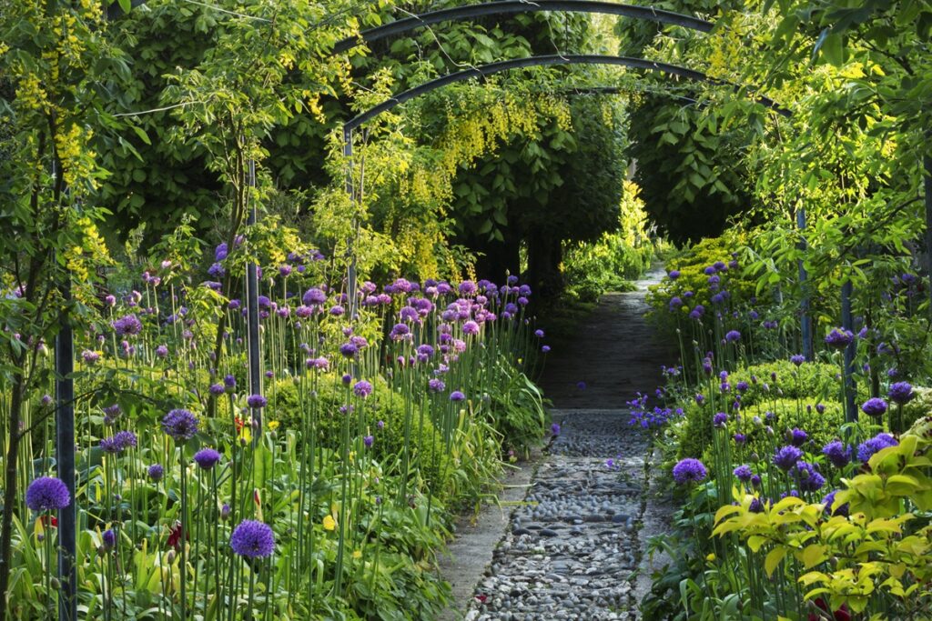 Our secret Garden: Happy & Healthy Down There view along a path in a garden with purple allium planted either side and trees in the background.,barnsley house,england
