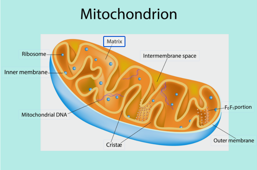 mitochondrion ozelyt nad+ booster complex